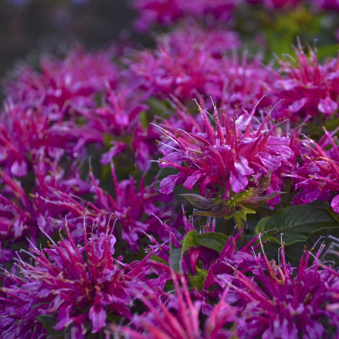 MONARDAPARDONMYPURPLEPL.jpg