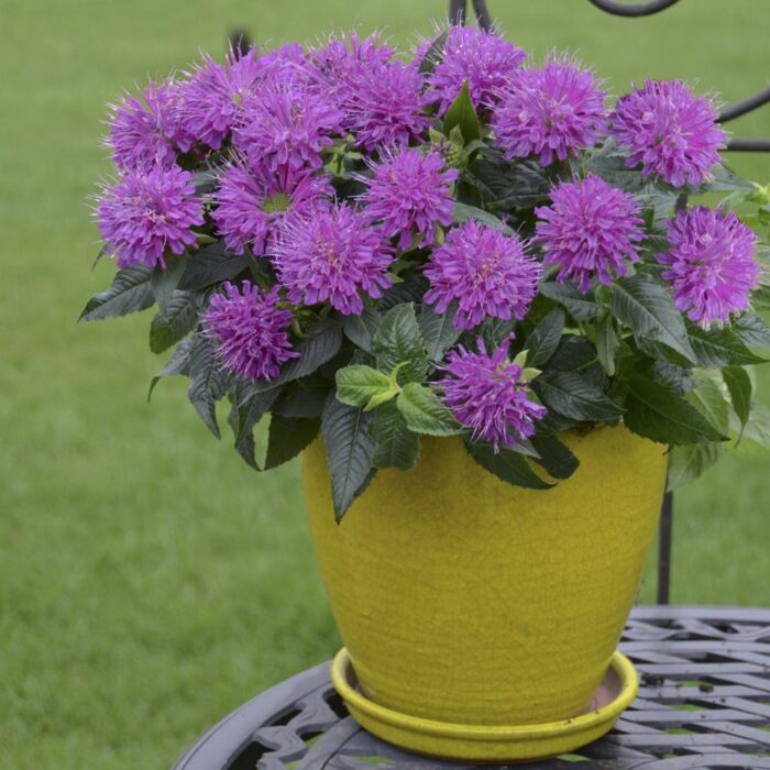 MONARDA PARDON My Purple - Image 2
