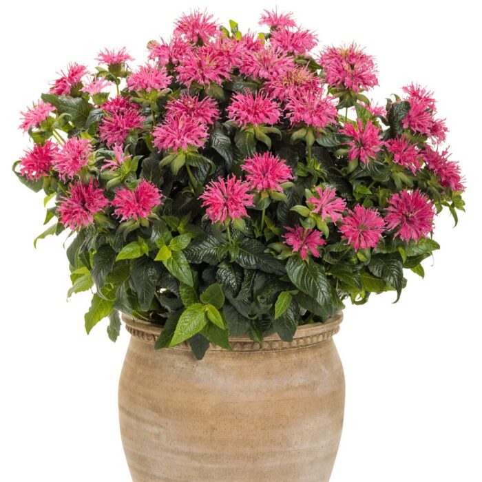 MONARDA PARDON My Rose - Image 2