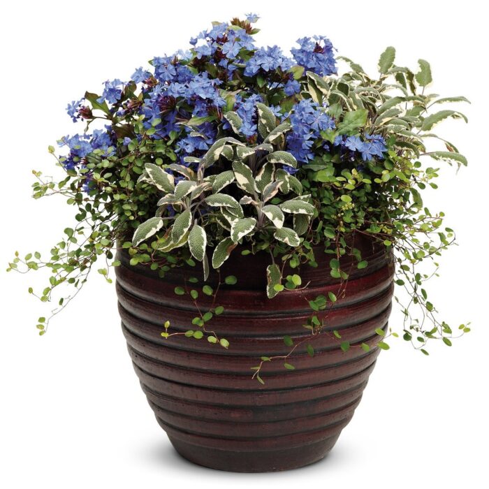 MUEHLENBECKIA Small Leaf - Image 2