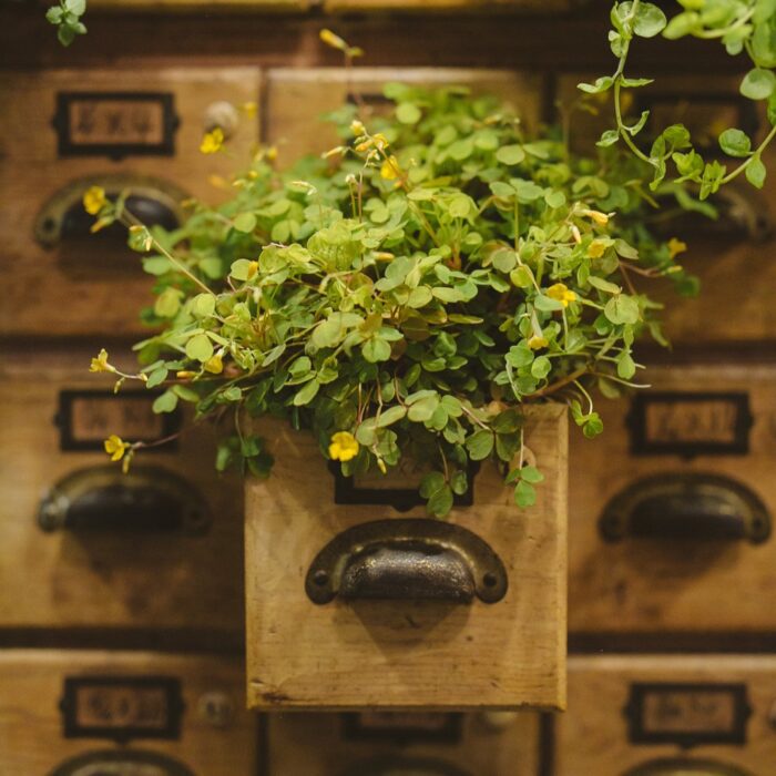 MUEHLENBECKIA Small Leaf - Image 3