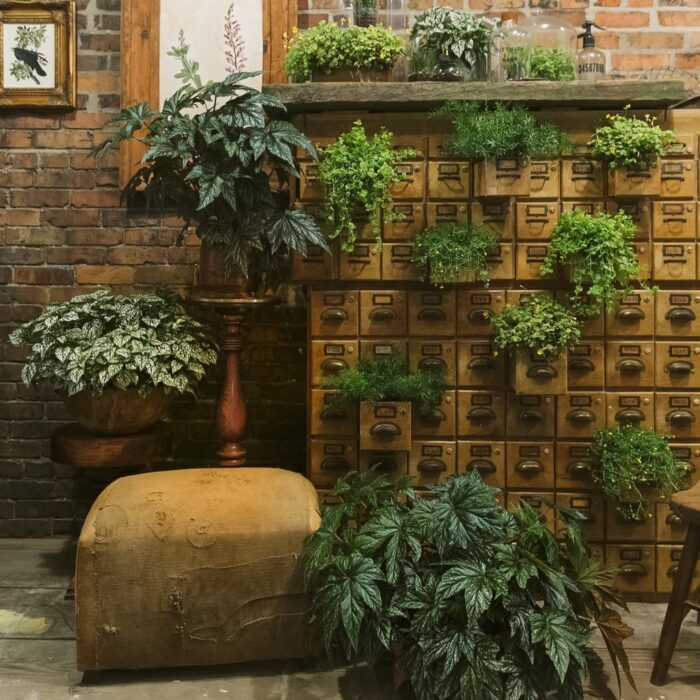 MUEHLENBECKIA Small Leaf - Image 4