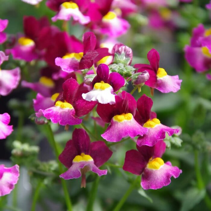 NEMESIA FAIRY KISSES Boysenberry - Image 2