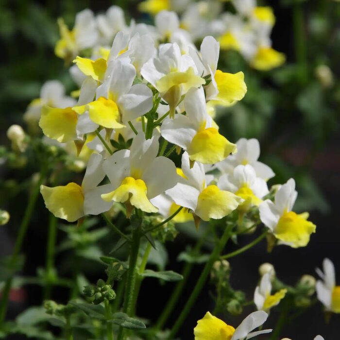 NEMESIA FAIRY KISSES Citrine - Image 2