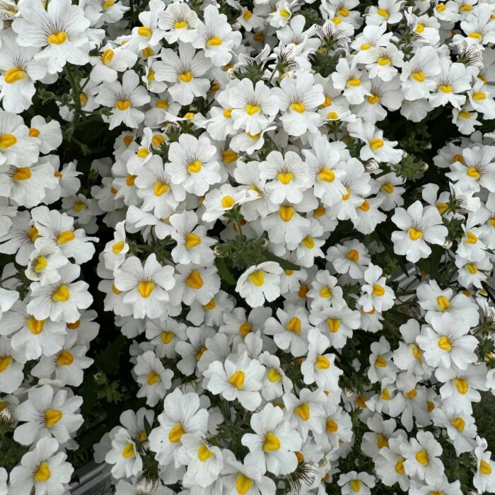 NEMESIA SUNSATIA Anona - Image 2