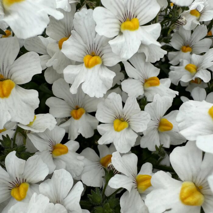 NEMESIA SUNSATIA Anona - Image 3