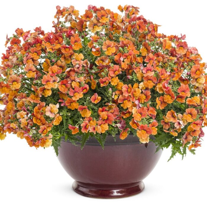 NEMESIA SUNSATIA Blood Orange - Image 4