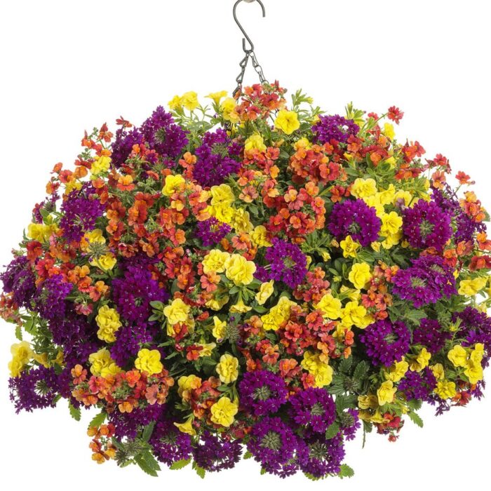 NEMESIA SUNSATIA Blood Orange - Image 3