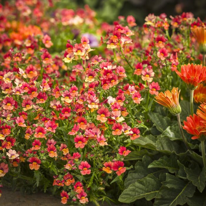 NEMESIA SUNSATIA Blood Orange - Image 2