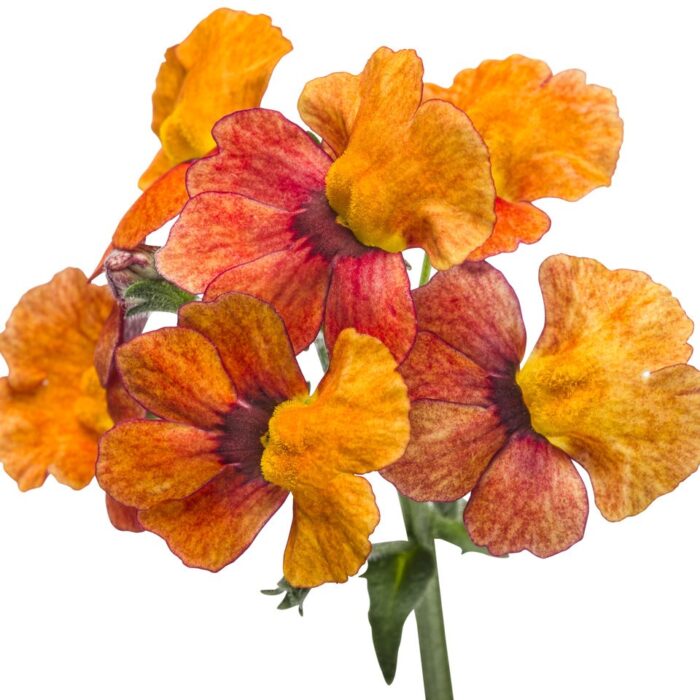 NEMESIA SUNSATIA Blood Orange - Image 6