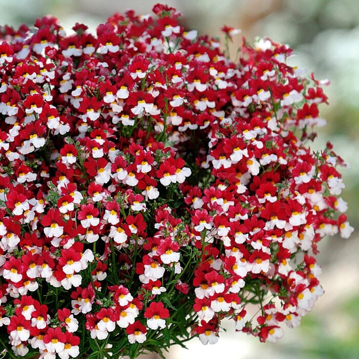 NEMESIA SUNSATIA Cherry on Ice - Image 2