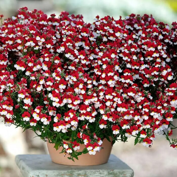 NEMESIA SUNSATIA Cherry on Ice - Image 3