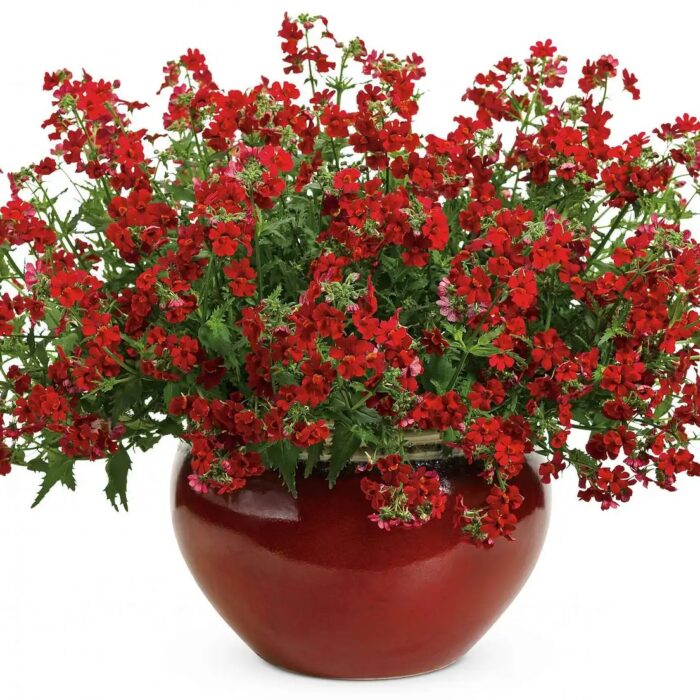 NEMESIA SUNSATIA Granada - Image 3
