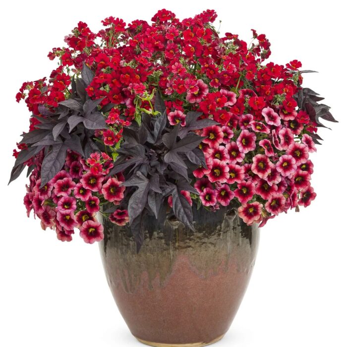 NEMESIA SUNSATIA Granada - Image 2