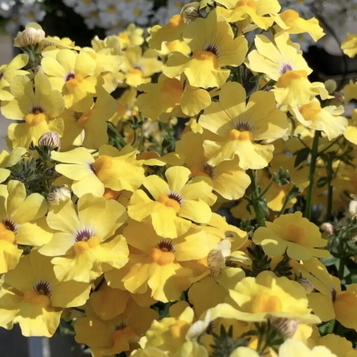 NEMESIA SUNSATIA Little Banana - Image 2