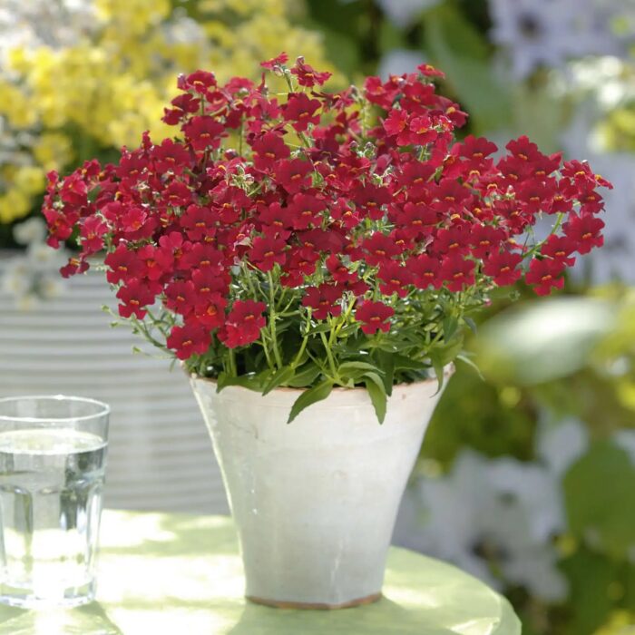 NEMESIA SUNSATIA Little Cherry - Image 2