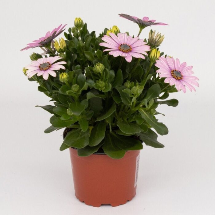 OSTEOSPERMUM CAPE DAISY Antique Rose - Image 2