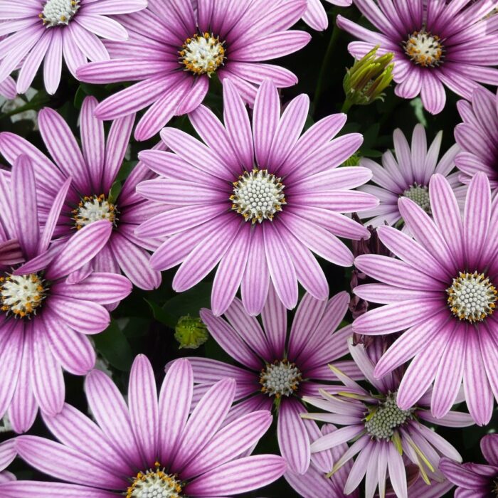 OSTEOSPERMUM CAPE DAISY Eye Catcher Purple - Image 3