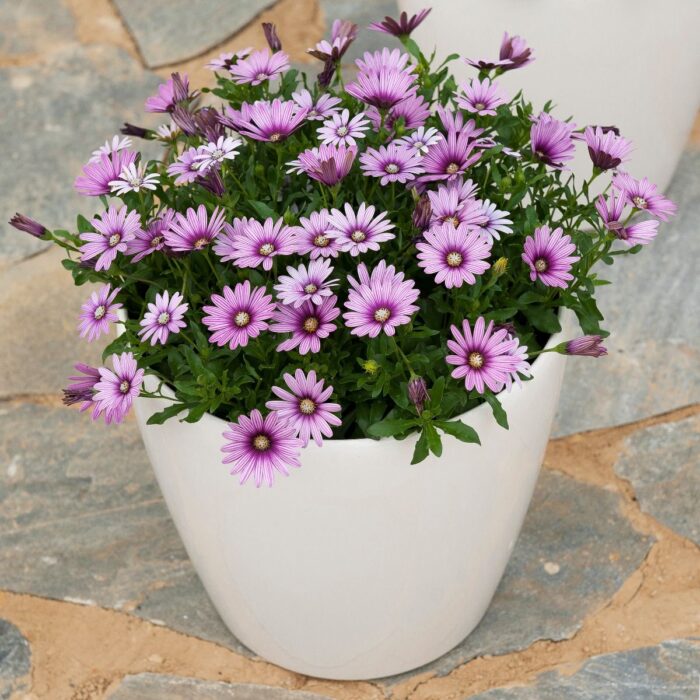 OSTEOSPERMUM CAPE DAISY Eye Catcher Purple - Image 2
