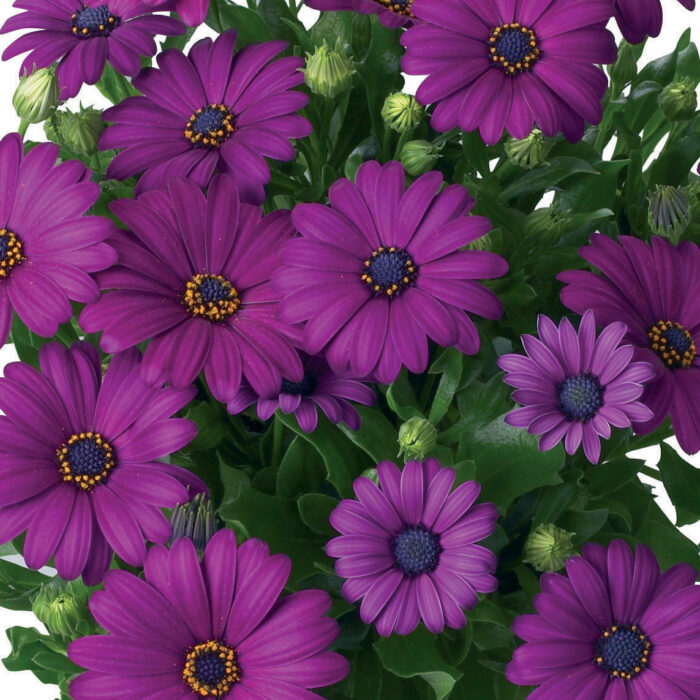 OSTEOSPERMUM CAPE DAISY Maserau - Image 2