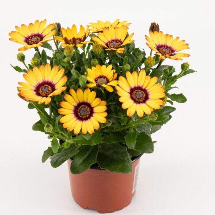 OSTEOSPERMUM CAPE DAISY Zanzibar Sunlight Purple Ring - Image 2