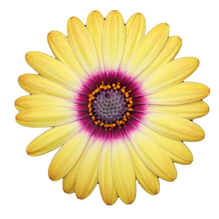OSTEOSPERMUM CAPE DAISY Zanzibar Sunlight Purple Ring - Image 3