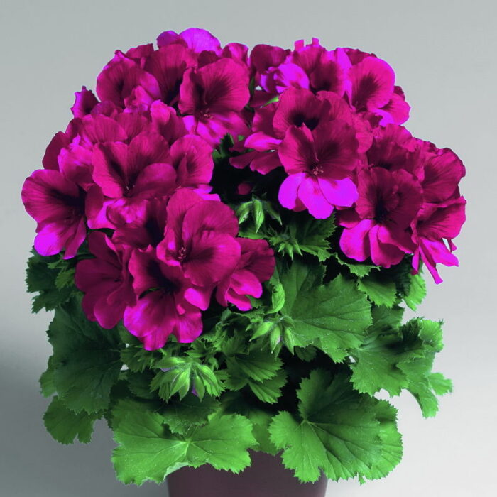 PELARGONIUM grandiflorum Aristo Burgundy PP - Image 2
