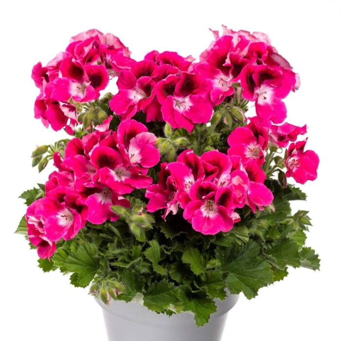 PELARGONIUM grandiflorum Aristo Magenta PP - Image 2