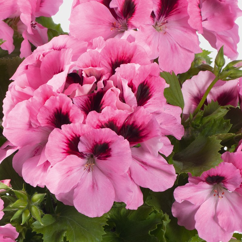 PELARGONIUMGRANDIFLORUMARISTOPINKPPPL.jpg