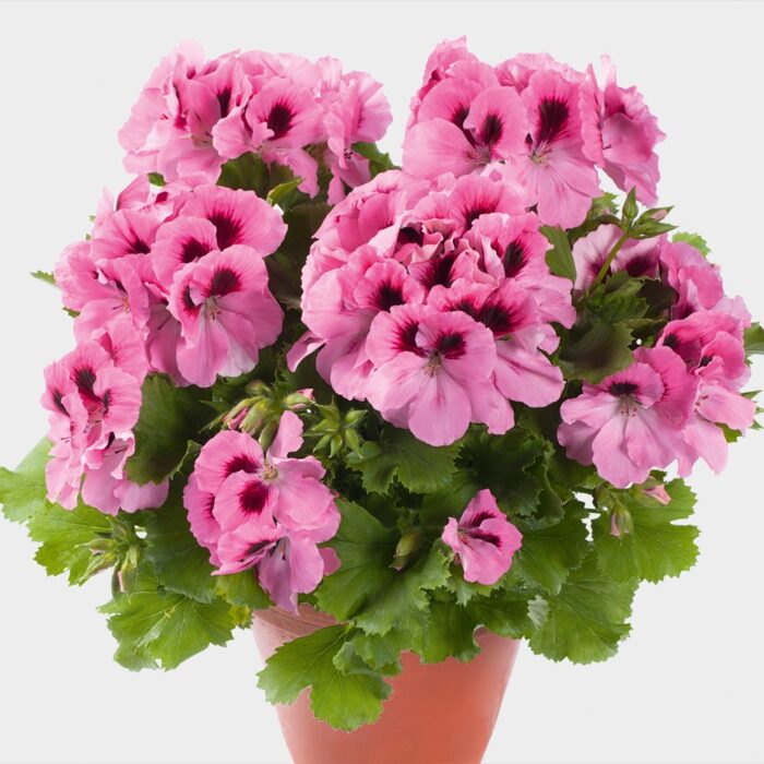 PELARGONIUM grandiflorum Aristo Pink PP - Image 2