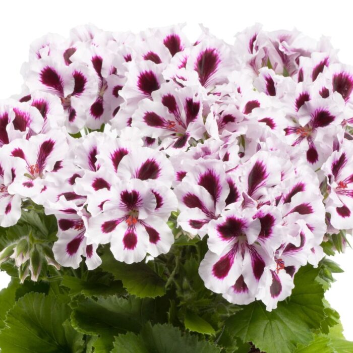 PELARGONIUM grandiflorum Aristo Purple Stripes PP - Image 3