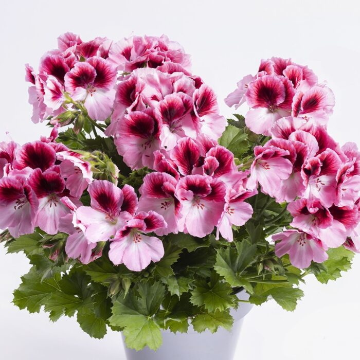 PELARGONIUM grandiflorum Aristo Romance PP - Image 2