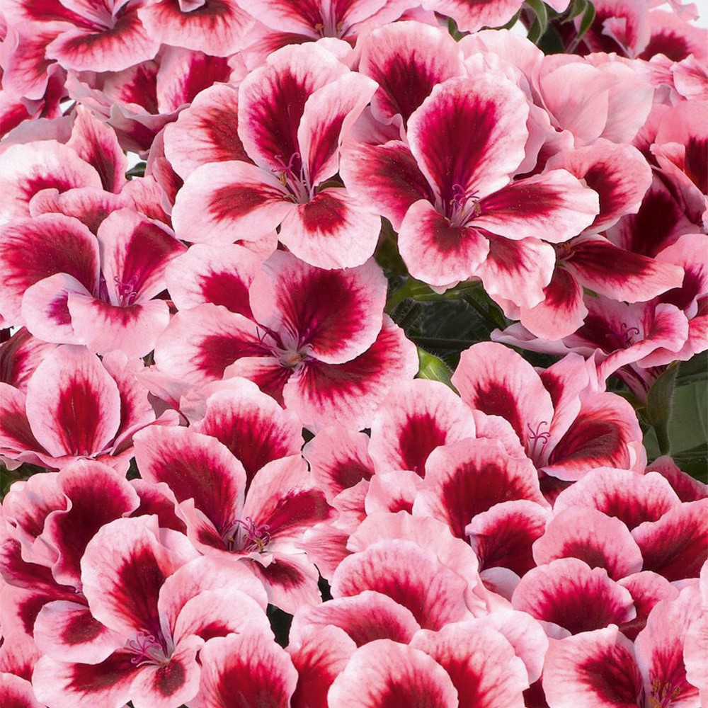 PELARGONIUMGRANDIFLORUMARISTOSTRAWBERRYCREAMPPPL.jpg