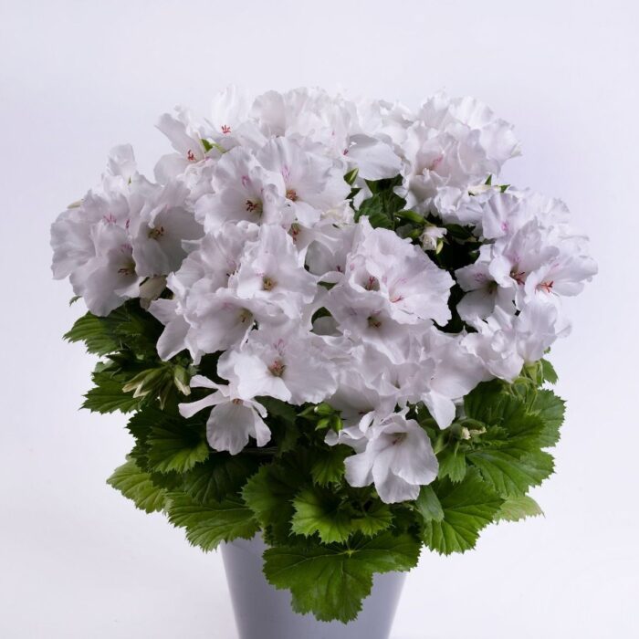 PELARGONIUM grandiflorum Aristo White PP - Image 2