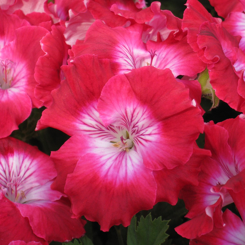PELARGONIUMGRANDIFLORUMBERMUDACHERRYPPPL.jpg