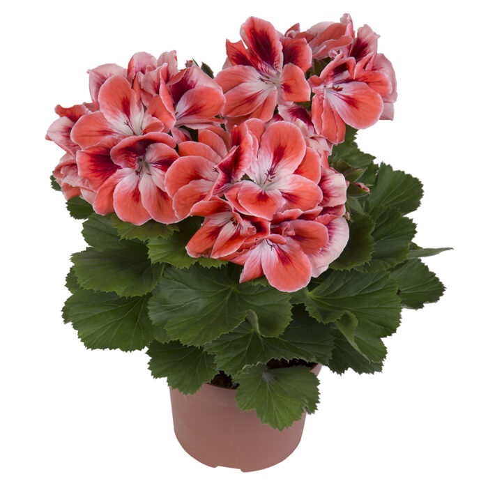 PELARGONIUM grandiflorum Mandarin PP - Image 3