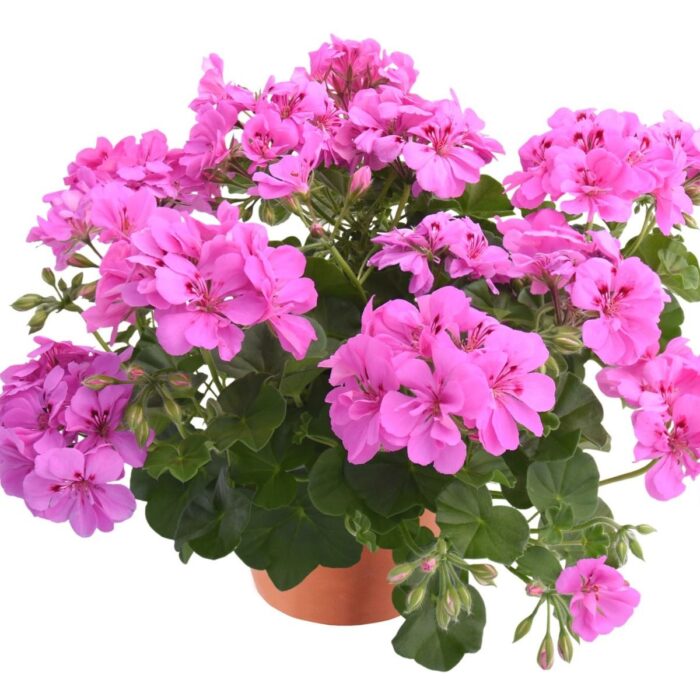PELARGONIUM peltatum  Allegria Amethyst PP - Image 2