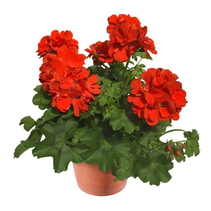 PELARGONIUM peltatum  Allegria Arancia PP - Image 2