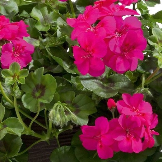 PELARGONIUMPELTATUMALLEGRIAHOTPINKPL.jpg
