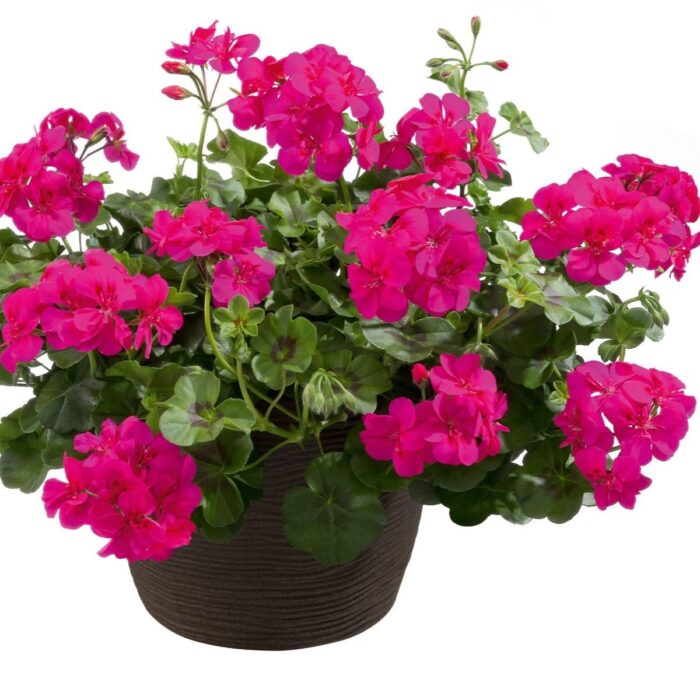 PELARGONIUM peltatum  Allegria Hot Pink - Image 2