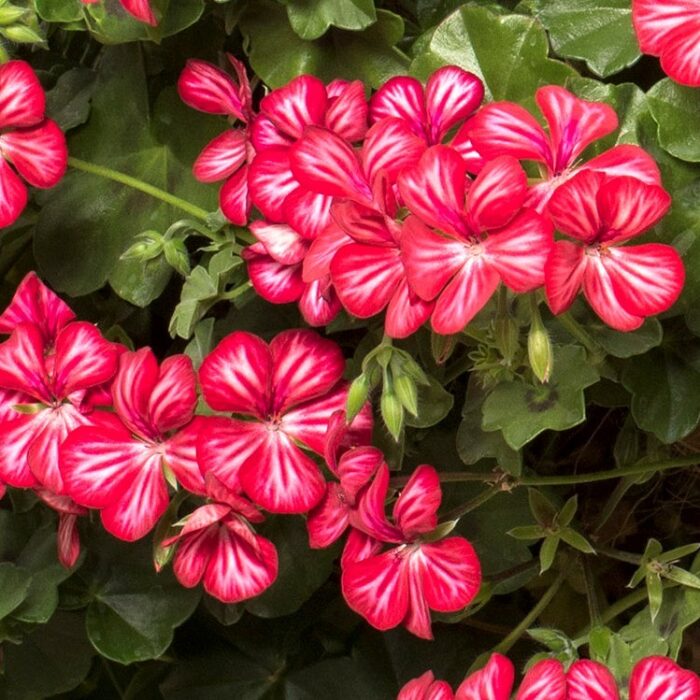 PELARGONIUMPELTATUMALLEGRIAMEXPL.jpg