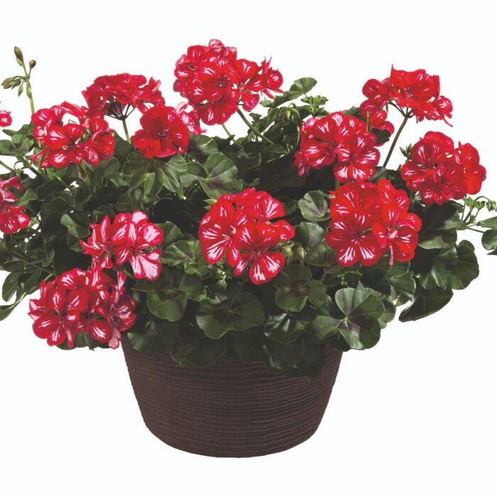 PELARGONIUM peltatum  Allegria Mex PP - Image 2
