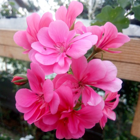 PELARGONIUMPELTATUMALLEGRIAROSAPPPL.jpg