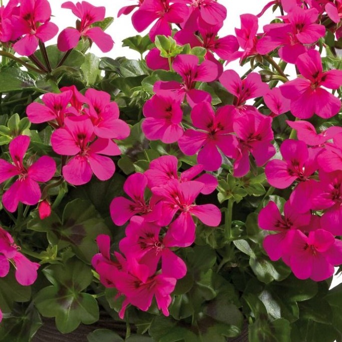 PELARGONIUMPELTATUMALLEGRIASINGLENEONPL.jpg