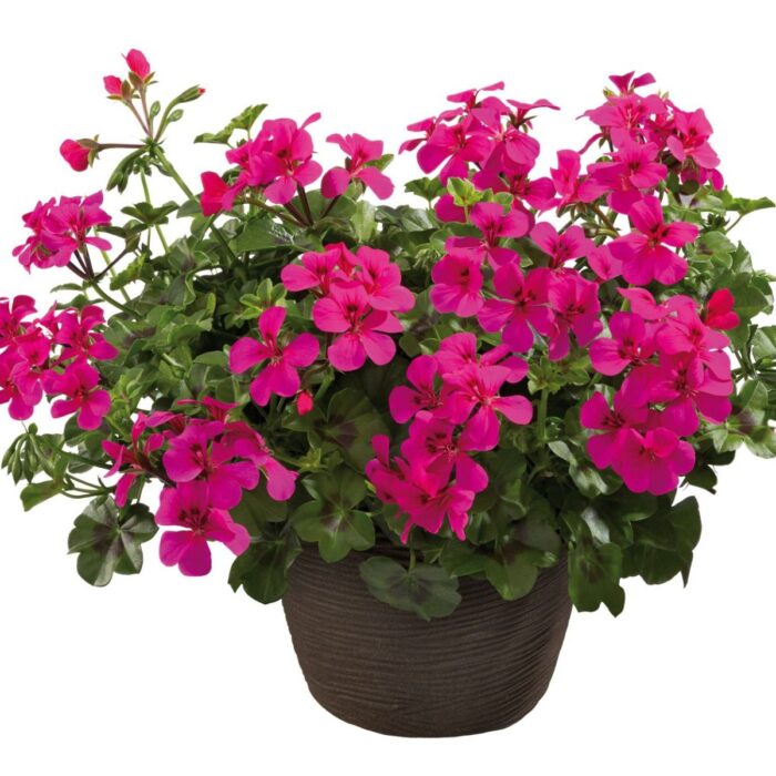 PELARGONIUMPELTATUMALLEGRIASINGLENEONPL_1.jpg PELARGONIUM peltatum  Allegria Single Neon - Image 2