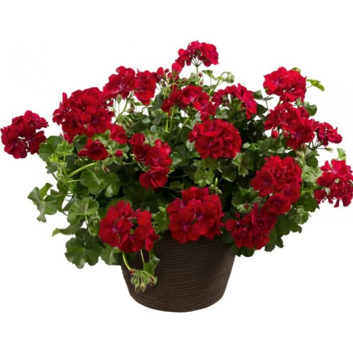 PELARGONIUM peltatum  Allegria Velvet Night - Image 2