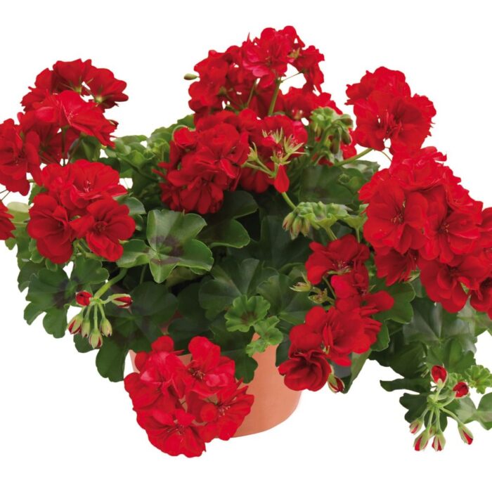PELARGONIUM peltatum  Allegria Velvet Red - Image 2