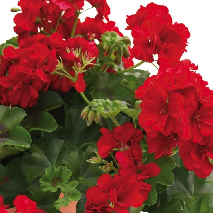 PELARGONIUMPELTATUMALLEGRIAVELVETREDPPPL.jpg
