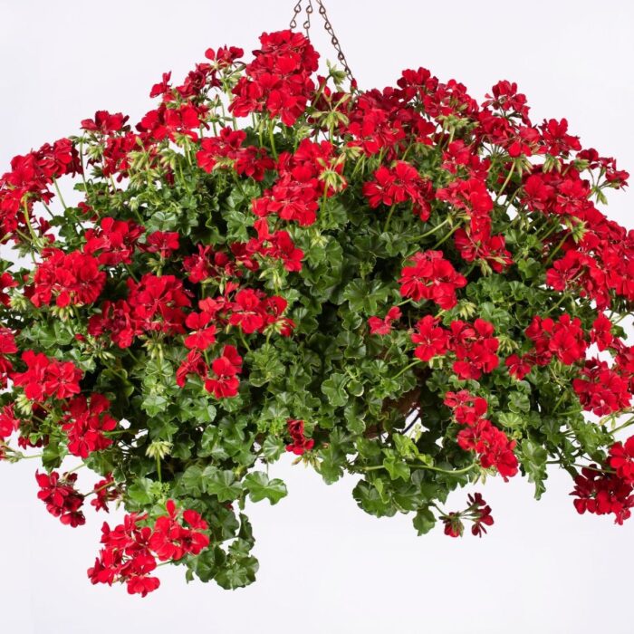 PELARGONIUM peltatum  Becky - Image 2