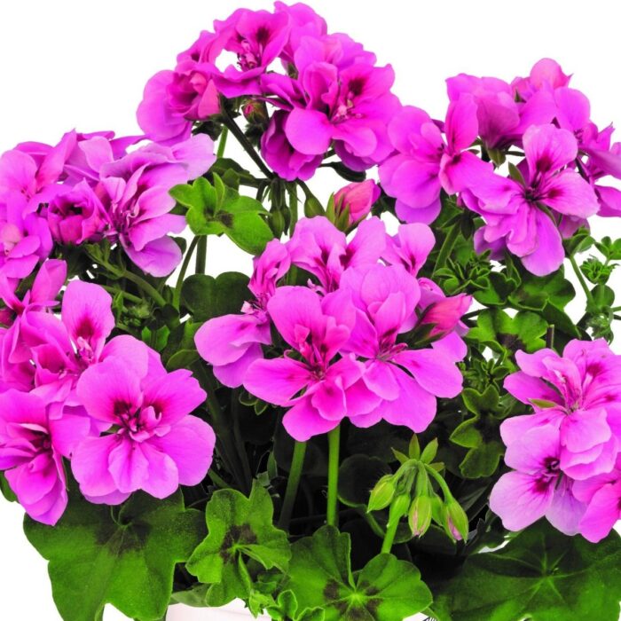 PELARGONIUM peltatum  BIGIX Light Pink - Image 2